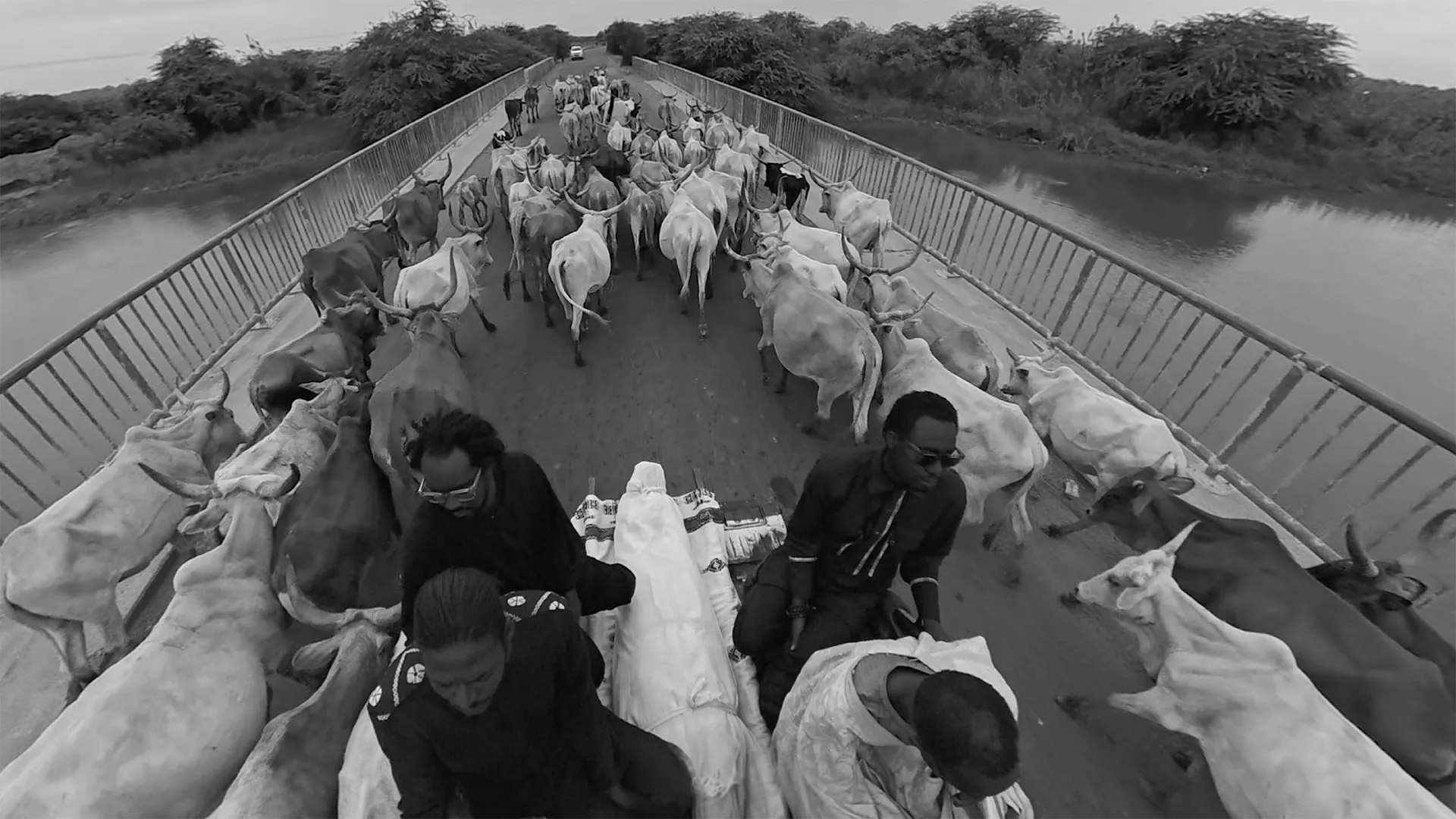 Un troupeau de zébus traverse un pont étroit ; au premier plan, la famille veille une forme enveloppée de blanc